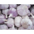 Normal White Garlic From Longyuan Since 2000